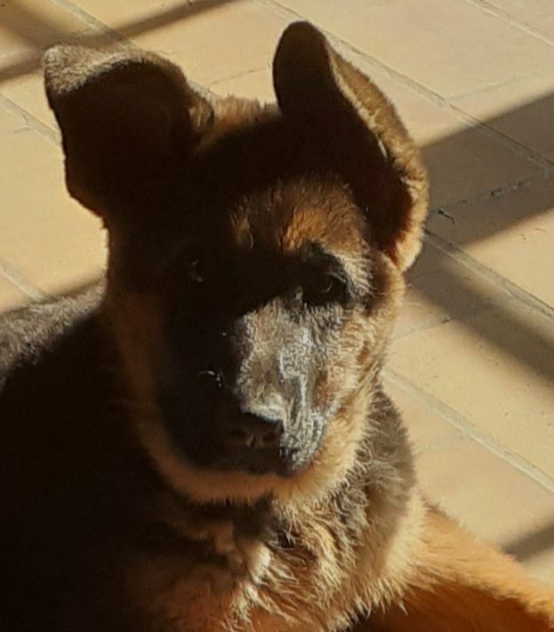 chiot Berger Allemand De La Bastide De Brivolant